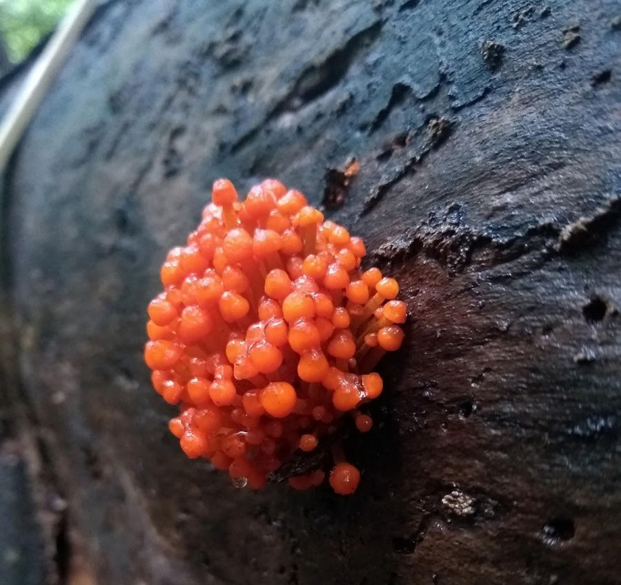 Having fun with fungi